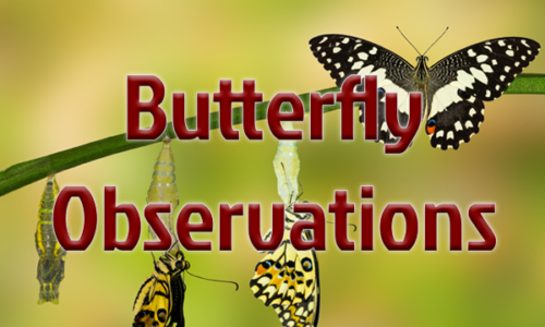 Butterfly Observations Challenge