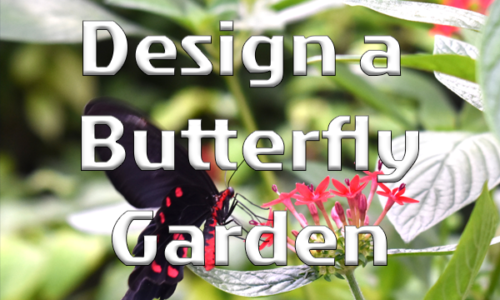 Design a Butterfly Garden Challenge